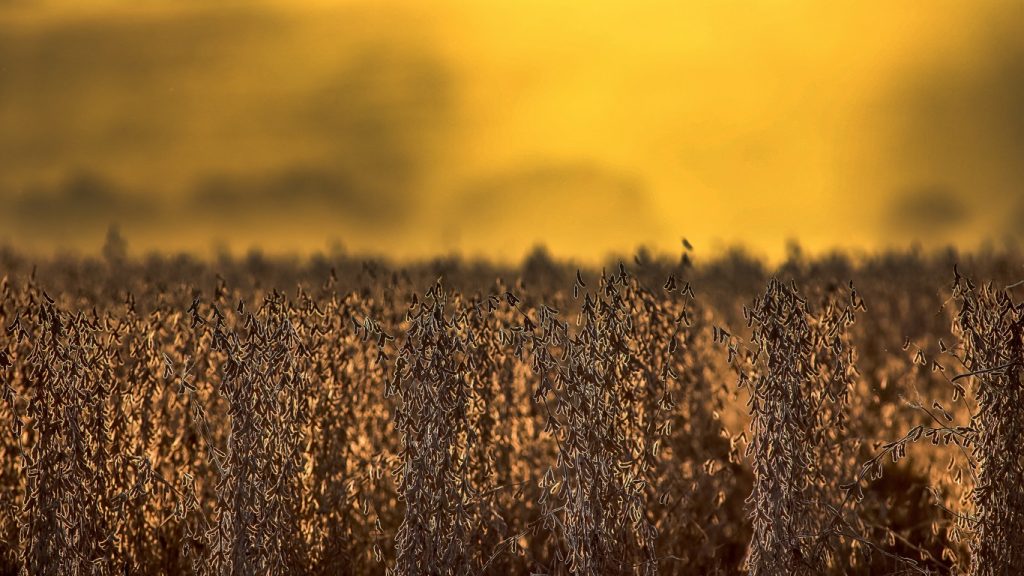 Sucessivas estiagens custam meio PIB estadual à agricultura gaúcha