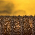 Sucessivas estiagens custam meio PIB estadual à agricultura gaúcha