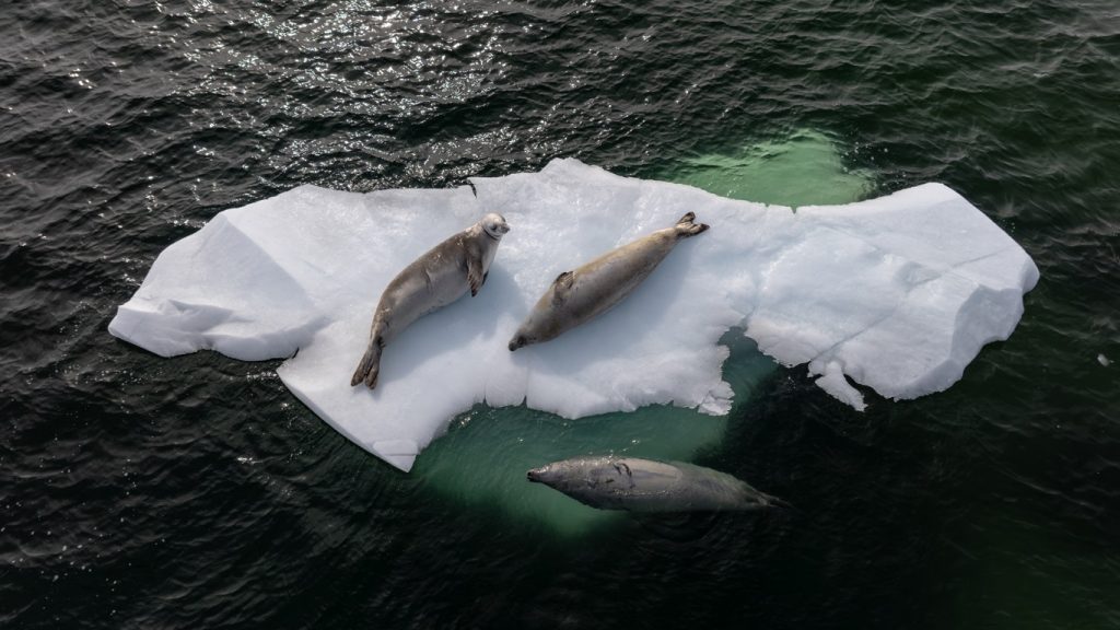 Mínimo anual de gelo marinho na Antártida fica perto do recorde
