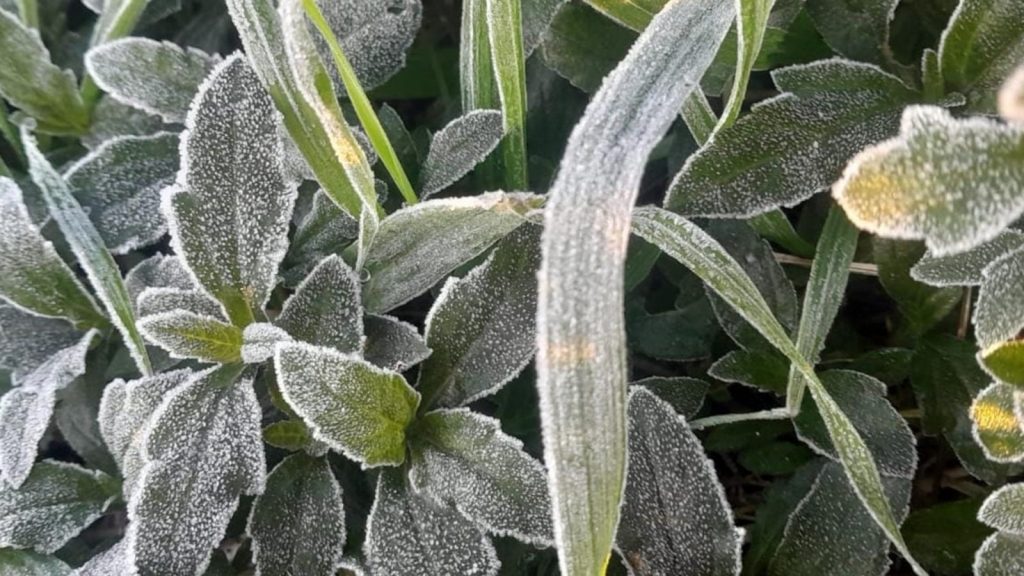 Rio Grande do Sul tem segundo dia de frio abaixo de zero