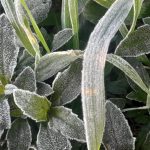 Rio Grande do Sul tem segundo dia de frio abaixo de zero