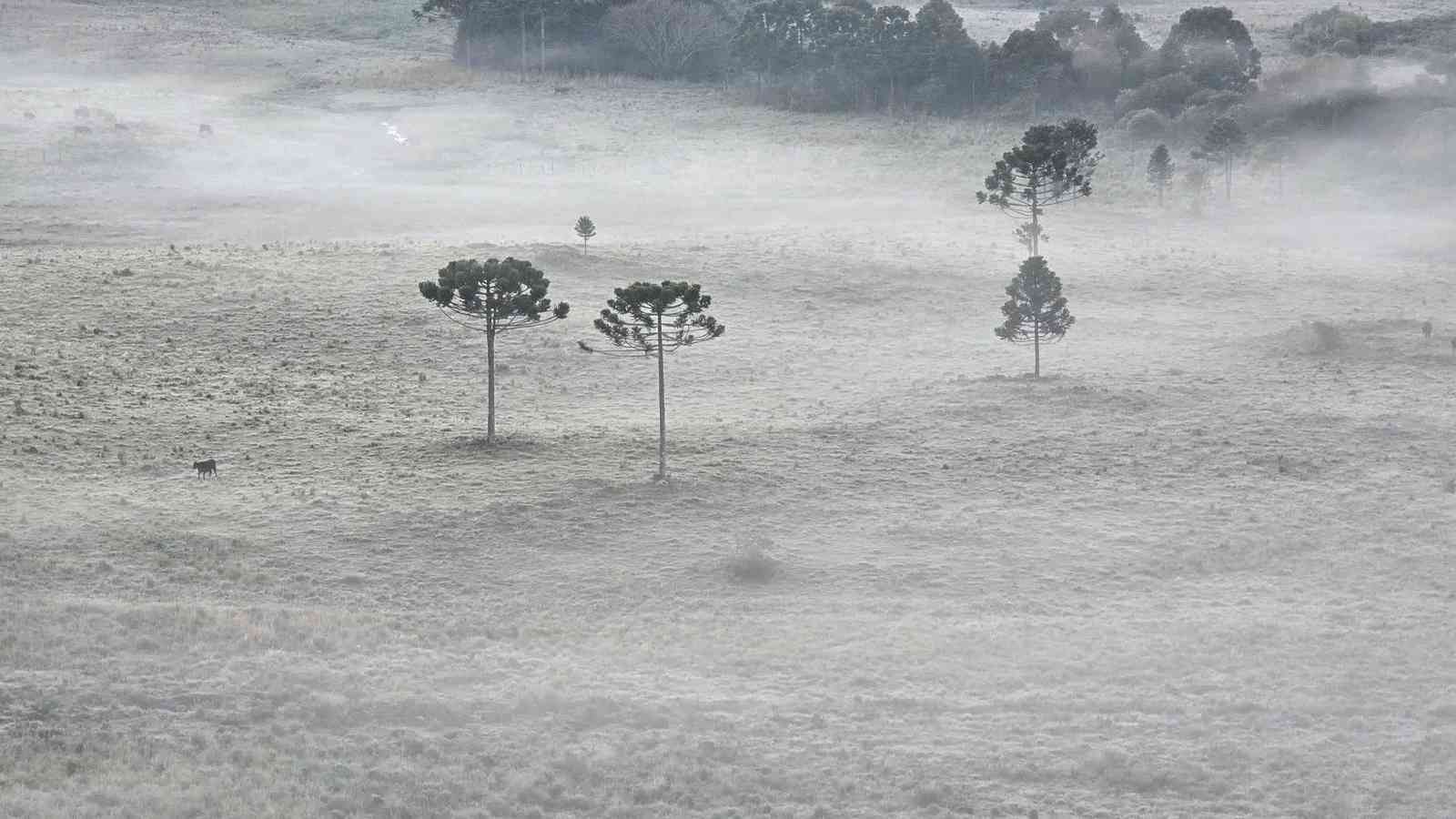 Geada pelo frio em São Joaquim (SC) Foto mostra geada pelo frio em São Joaquim (SC)