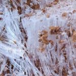 Sul do Brasil terá agulhas de gelo nesta quarta; entenda o que é isso