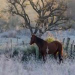 Semana começa com frio de 5ºC abaixo de zero no Rio Grande do Sul