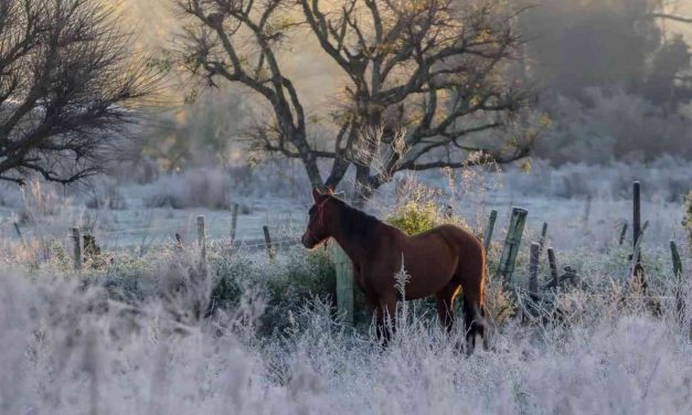 Semana começa com frio de 5ºC abaixo de zero no Rio Grande do Sul