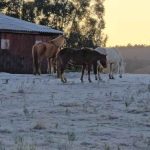 Onda de frio perde força após mínimas abaixo de zero em seis estados