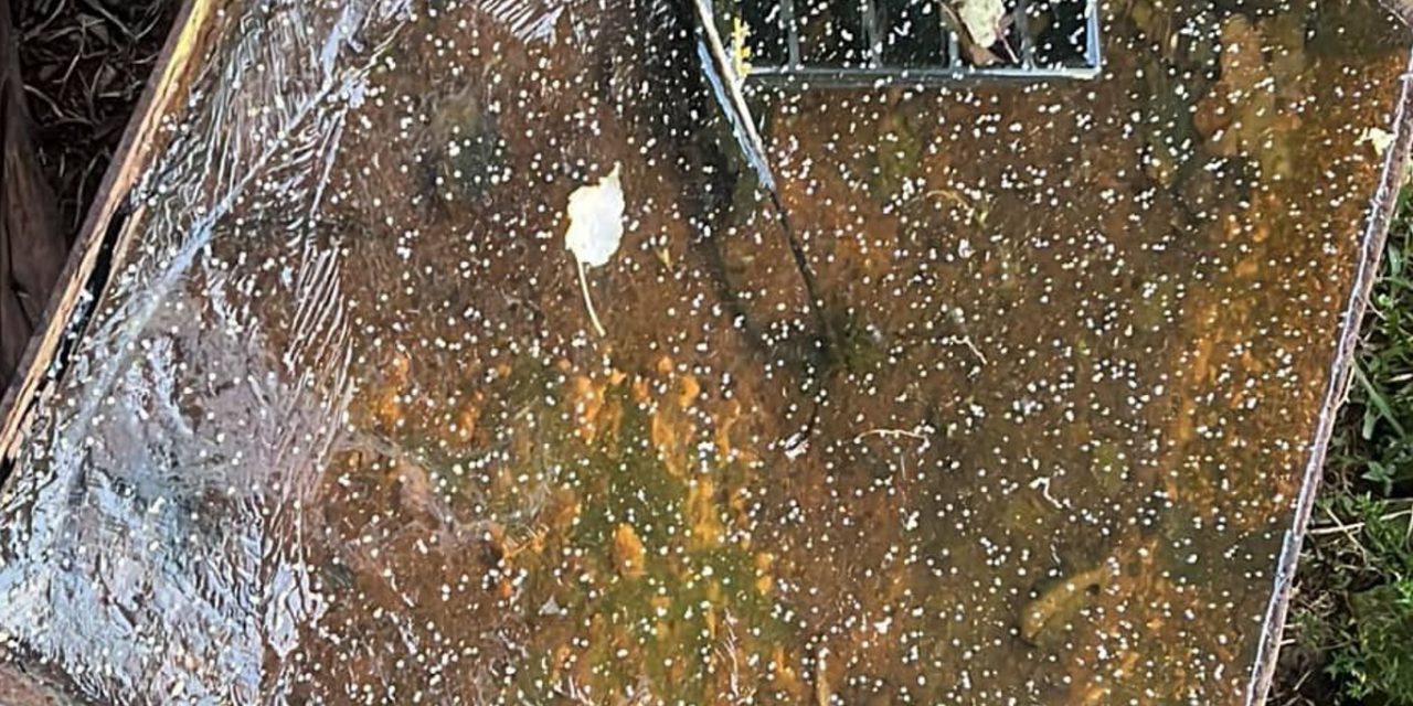 <span class="entry-title-primary">Neve granular cai em duas cidades da Serra Gaúcha nesta manhã</span> <h2 class="entry-subtitle">Precipitação rápida e leve de neve granular (graupel) foi observada em Gramado e Santa Maria do Herval hoje cedo </h2>