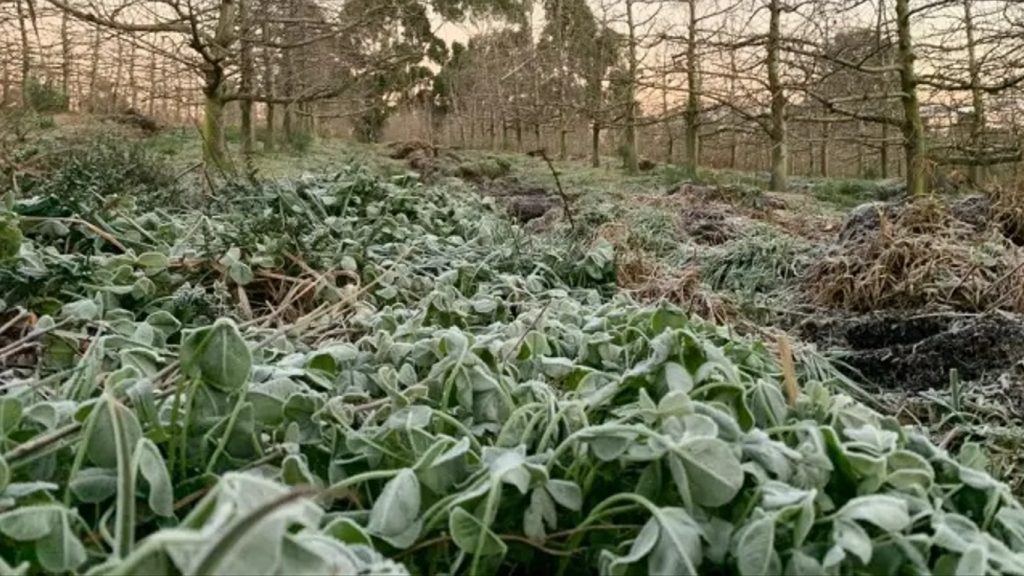 Madrugada de risco de geada negra no Sul do Brasil; entenda o fenômeno
