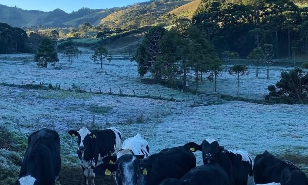 Minas Gerais registra quase -7ºC em amanhecer gelado em vários estados