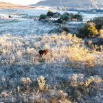 RS tem amanhecer mais frio desde a grande onda de frio do início do mês