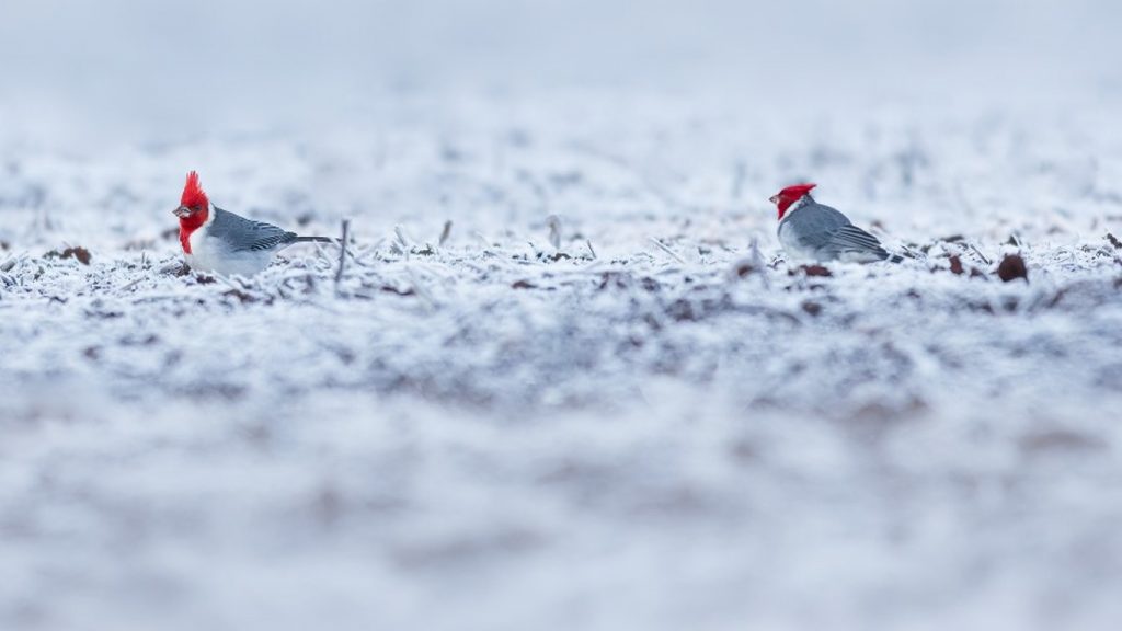 Rio Grande do Sul abaixo de zero: veja as fotos do estado sob gelo