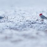 Rio Grande do Sul abaixo de zero: veja as fotos do estado sob gelo