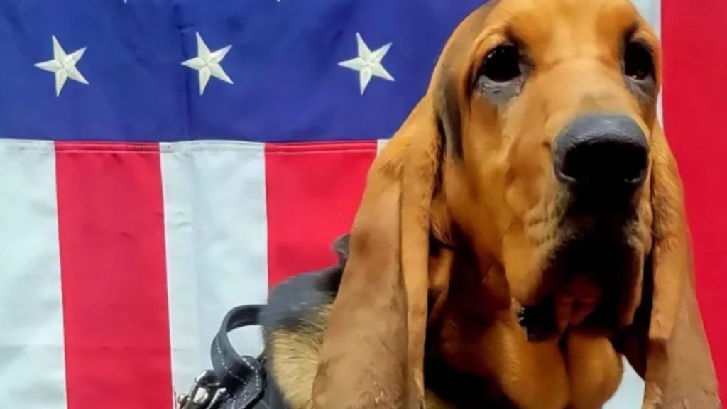 Cadela da polícia morre ao ser esquecida em viatura sob calor nos EUA