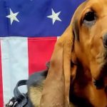 Cadela da polícia morre ao ser esquecida em viatura sob calor nos EUA