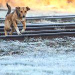 Inverno de muito frio, geada e neve vai seguir rigoroso?