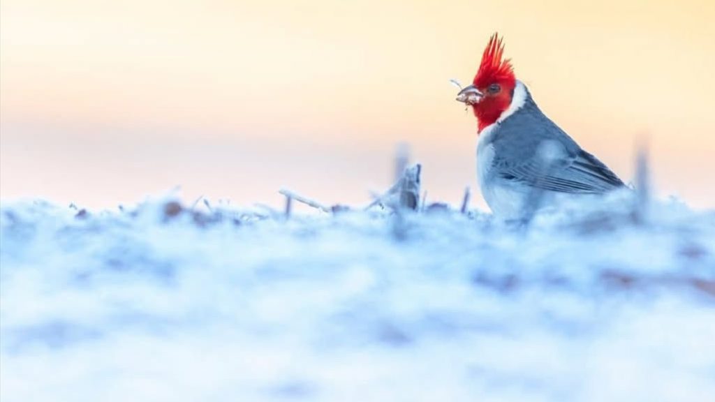 Números mostram como o inverno é muito frio até agora; segue o gelo?