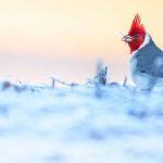 Números mostram como o inverno é muito frio até agora; segue o gelo?