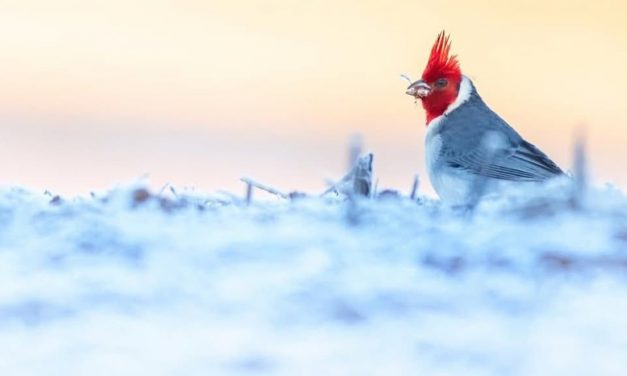 Números mostram como o inverno é muito frio até agora; segue o gelo?