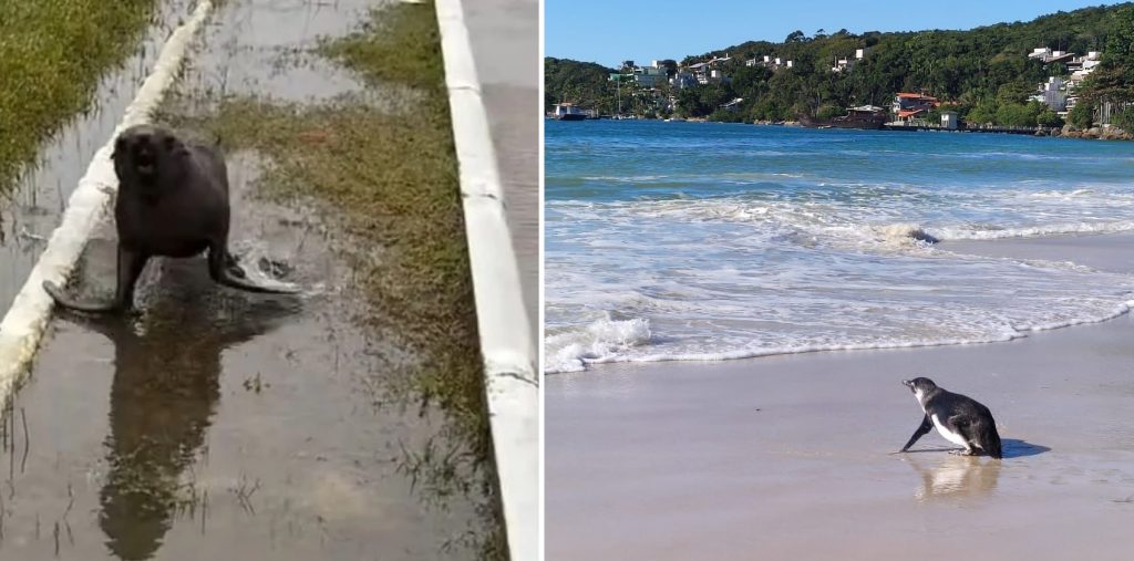 Praias do Sul do Brasil têm pinguins e lobo-marinho nas ruas com ciclone