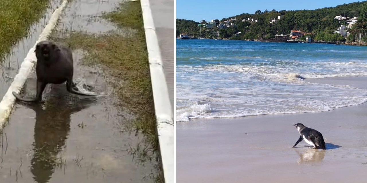 <span class="entry-title-primary">Praias do Sul do Brasil têm pinguins e lobo-marinho nas ruas com ciclone</span> <h2 class="entry-subtitle">Especialistas explicam que pinguns e outros animais migram da Antártida nesta época e são levados para a praia por ventos e correntes </h2>
