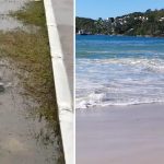 Praias do Sul do Brasil têm pinguins e lobo-marinho nas ruas com ciclone