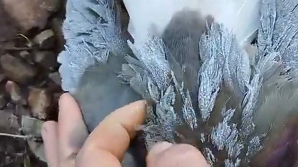Sai o frio de renguear cusco e entra o de congelar quero-quero; veja vídeo