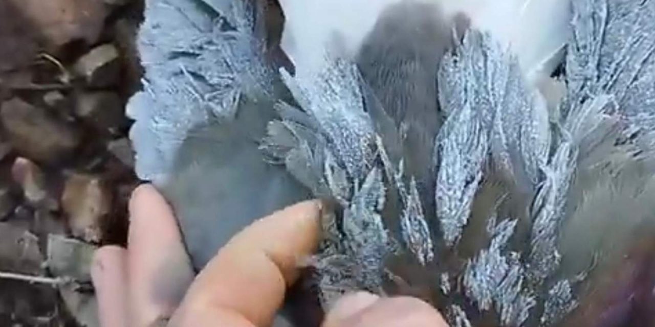 <span class="entry-title-primary">Sai o frio de renguear cusco e entra o de congelar quero-quero; veja vídeo</span> <h2 class="entry-subtitle">Vídeo que viralizou nas redes sociais mostra um quero-quero com as asas cobertas de gelo pelo frio extremo no Rio Grande do Sul </h2>