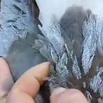 Sai o frio de renguear cusco e entra o de congelar quero-quero; veja vídeo