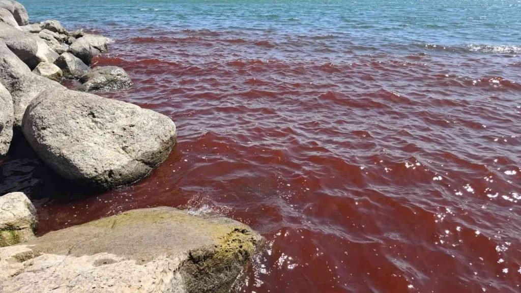 Mar de Israel de profecias bíblicas fica com cor de sangue; causa é natural