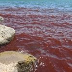 Mar de Israel de profecias bíblicas fica com cor de sangue; causa é natural