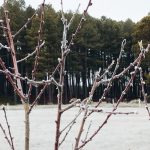 Frio segue abaixo de zero no Sul e no Sudeste do Brasil