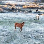 Semana começa com frio abaixo de zero