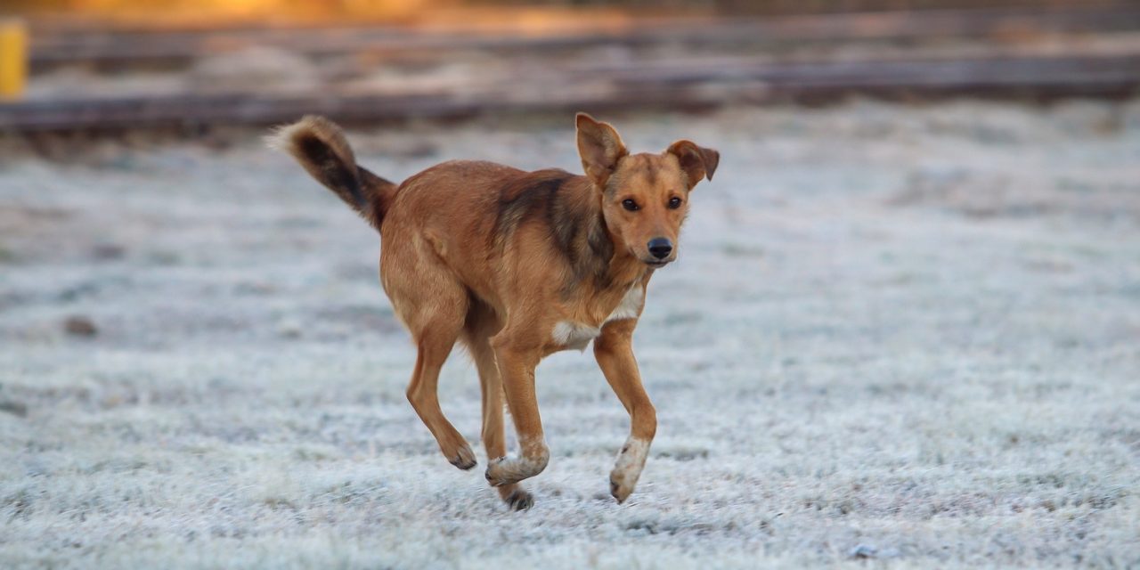 <span class="entry-title-primary">Frio aumenta e primeiro fim de semana de setembro começa gelado</span> <h2 class="entry-subtitle">Tempo mais aberto sob uma forte massa de ar frio vai proporcionar um começo de fim de semana de muito baixa temperatura e geada </h2>