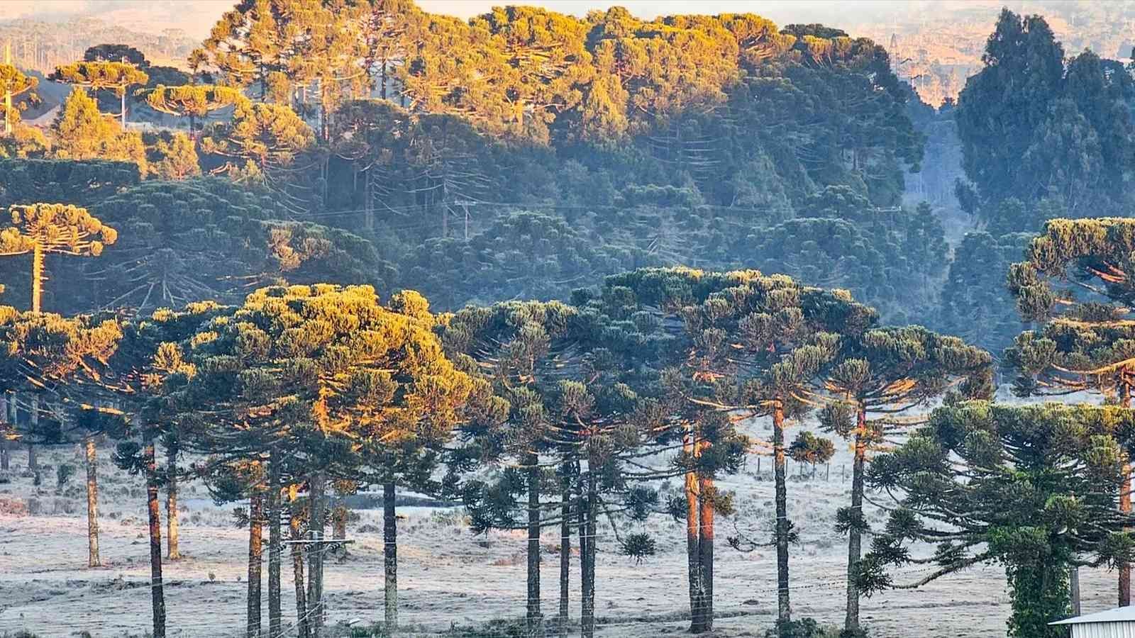 <span class="entry-title-primary">Primeira madrugada da primavera tem frio abaixo de zero e geada</span> <h2 class="entry-subtitle">Primavera no Sul do Brasil começa sob a influência de uma massa de ar frio com temperatura baixa à noite e geada </h2>