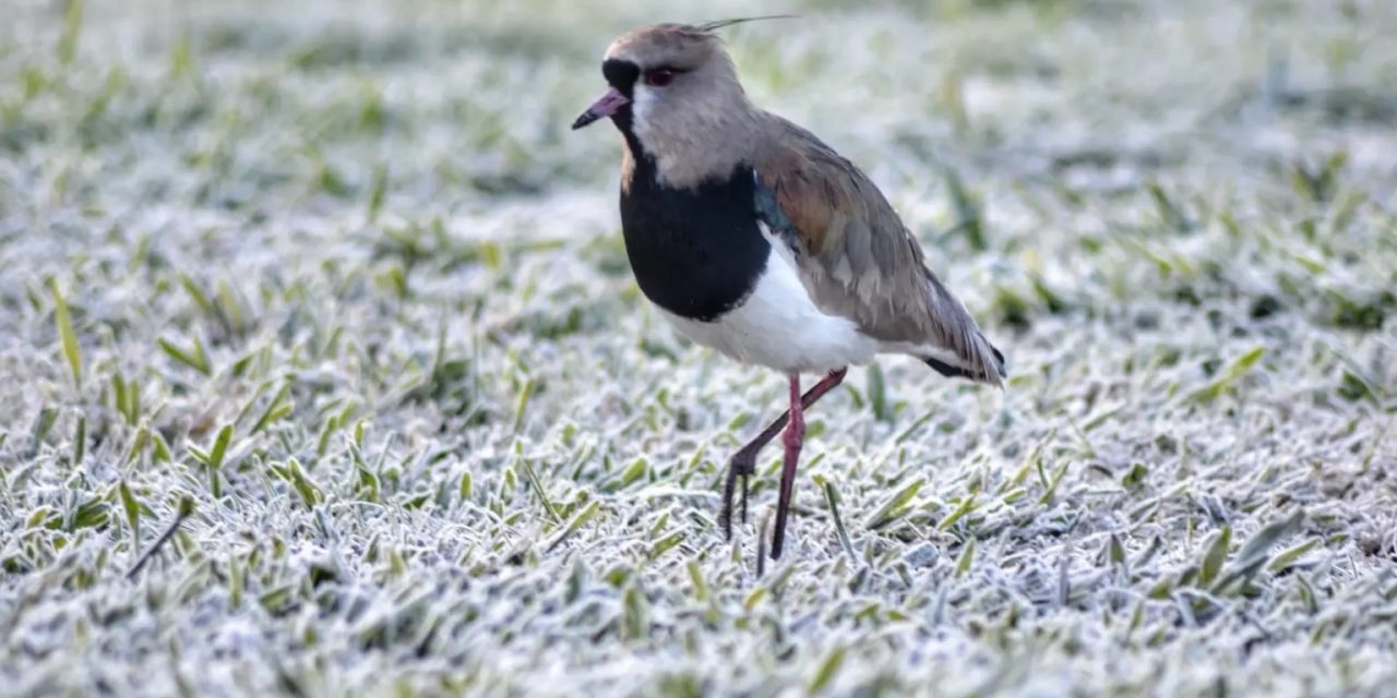 <span class="entry-title-primary">Primeira de várias madrugadas com frio de inverno registra até 0ºC</span> <h2 class="entry-subtitle">Domingo começou com frio de 0ºC no Rio Grande do Sul e Santa Catarina com tendência de as baixas temperaturas seguirem </h2>