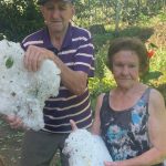 Granizo destrói plantações de uva e causa desolação na Serra Gaúcha