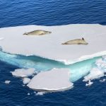 Antártida tem recorde de temperatura e deixa cienstistas em alerta