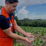 Granizo atinge dezenas de municípios, arrasa lavouras e deixa prejuízos
