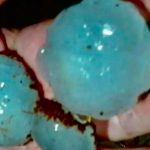 Granizo grande e vendavais causam estragos no Paraná; novos temporais vão se formar