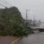 Vento de quase 100 km/h derruba árvores e causa estragos no Norte gaúcho
