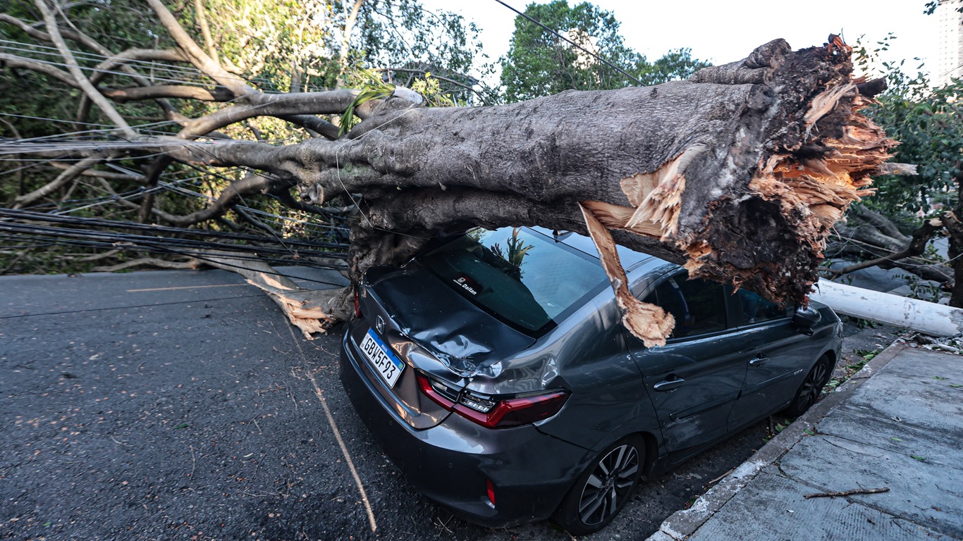 Árvore caída pela vento em São Paulo