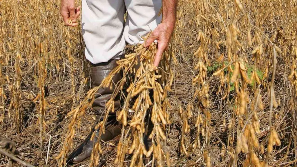 Meteorologista Estael Sias: semana vai acender alerta no campo gaúcho