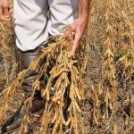 Meteorologista Estael Sias: semana vai acender alerta no campo gaúcho