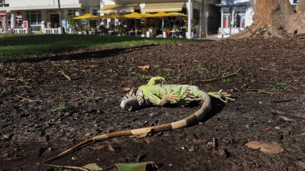 Frio incomum na Flórida gera caçada inédita após “chuva de iguanas”