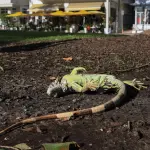 Frio incomum na Flórida gera caçada inédita após “chuva de iguanas”
