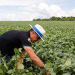 Meteorologista Estael Sias: excelentes notícias para a agricultura