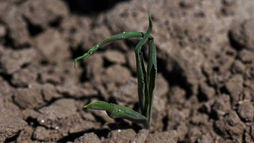 Agricultura: aumento da chuva vai atenuar perdas na soja pela estiagem