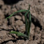 Agricultura: aumento da chuva vai atenuar perdas na soja pela estiagem