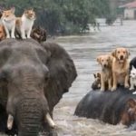 Tragédia da chuva em Minas Gerais infesta redes sociais de vídeos falsos de IA