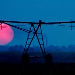Ondas de calor mais frequentes levam a agricultura “ao limite”